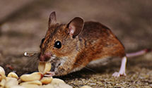 24 Hour & Emergency Exterminators in Pamrapo, NJ